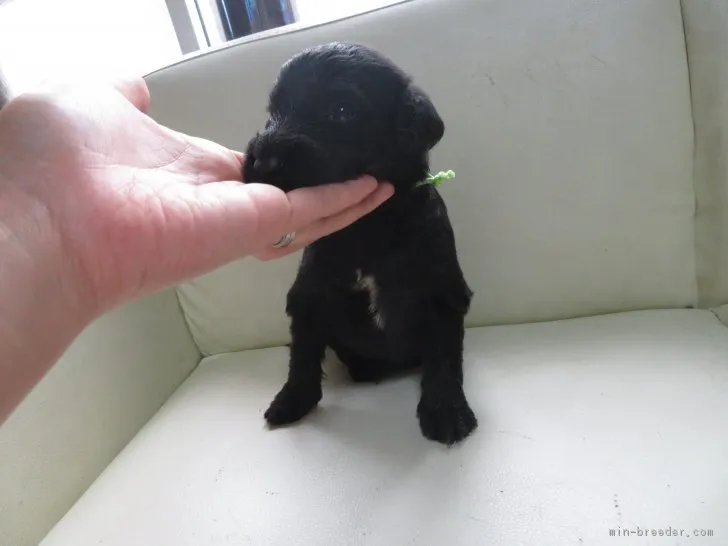 ID：1807-01656の子犬