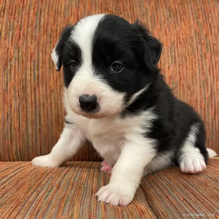 ID:2406-00361の子犬
