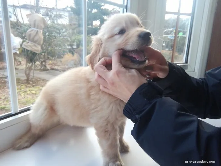 ID:2003-00786の子犬