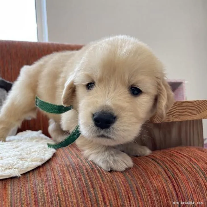 ID：2212-02957の子犬