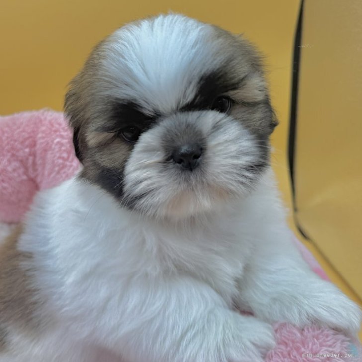 ブリーダー画像