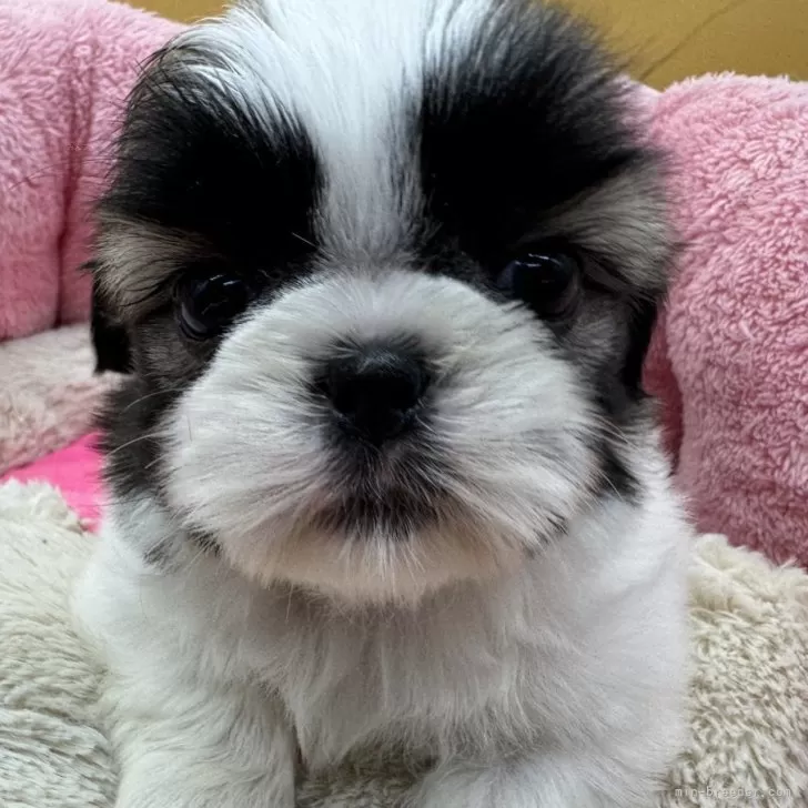 ID:2411-01151の子犬