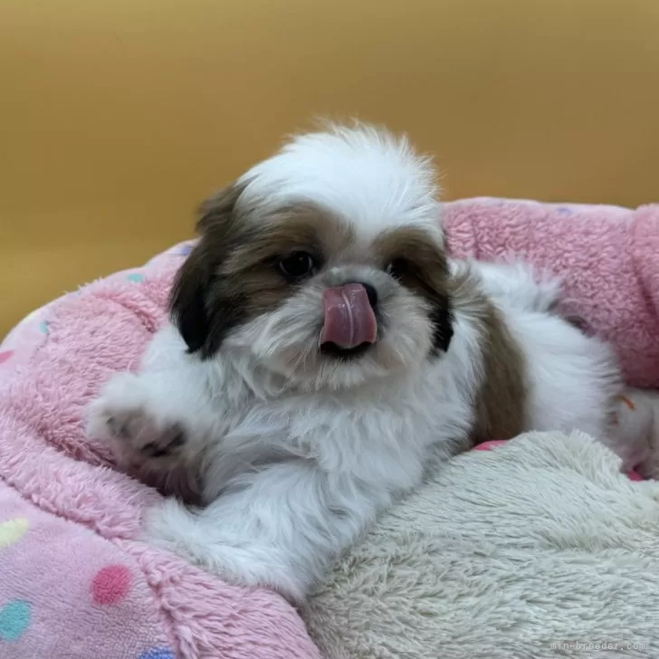 ID：2411-04858の子犬