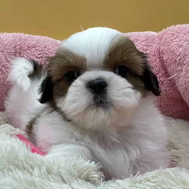 teddy 様のお迎えした子犬