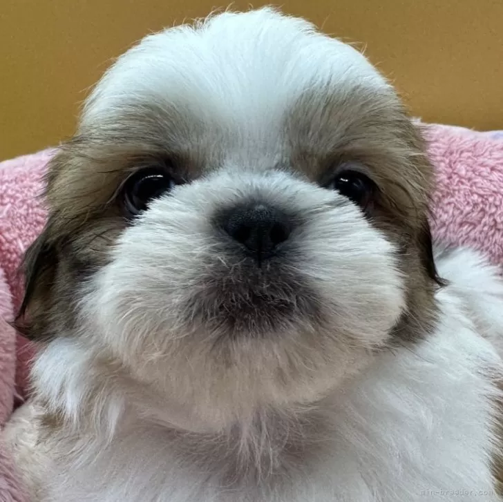 ひかは 様のお迎えした子犬