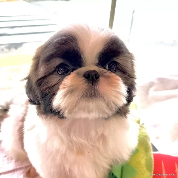 ID：2506-02251の子犬