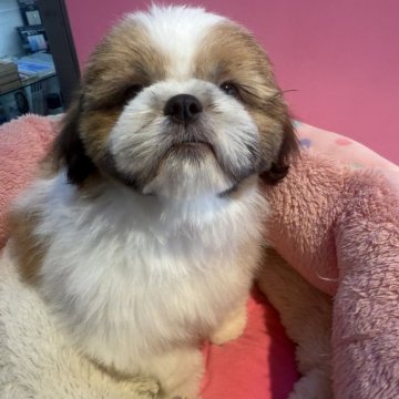 シーズー【東京都・男の子・2025年9月25日・ホワイト&ゴールド】の写真「超ハイテンション」