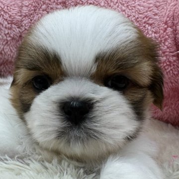 シーズー【東京都・女の子・2024年9月27日・ホワイト&ゴールド】の写真「ハイテンション！」