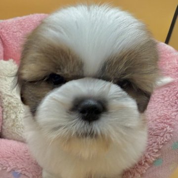 シーズー【東京都・男の子・2025年9月25日・ホワイト&ゴールド】の写真「超ハイテンション」