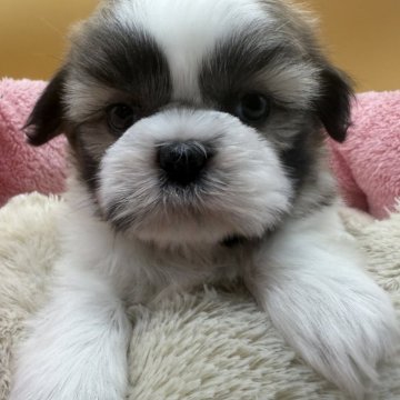 シーズー【東京都・女の子・2025年10月13日・ホワイト&ゴールド】の写真「おっとりさん」