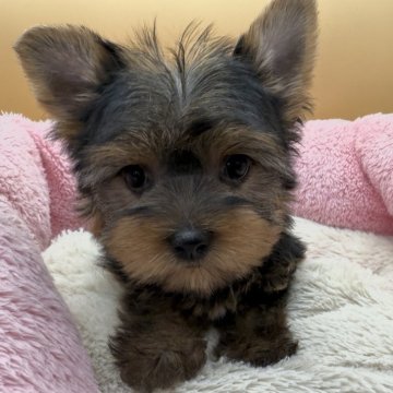 ヨークシャーテリア【東京都・女の子・2025年9月13日・スティールブルー&タン】の写真「天真爛漫」