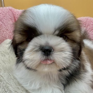 シーズー【東京都・男の子・2025年9月25日・ホワイト&ゴールド】の写真「ハイテンション」
