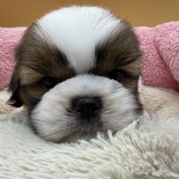 シーズー【東京都・男の子・2025年9月25日・ホワイト&ゴールド】の写真「超ハイテンション」