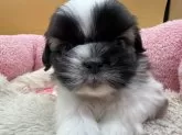 シーズー【東京都・男の子・2025年9月25日・ホワイト&ゴールド】の写真5