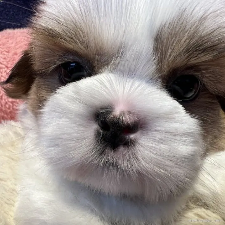 ID:2309-00608の子犬