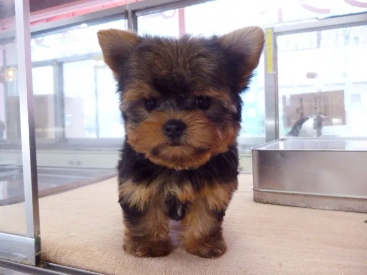 ID：1606-00529の子犬