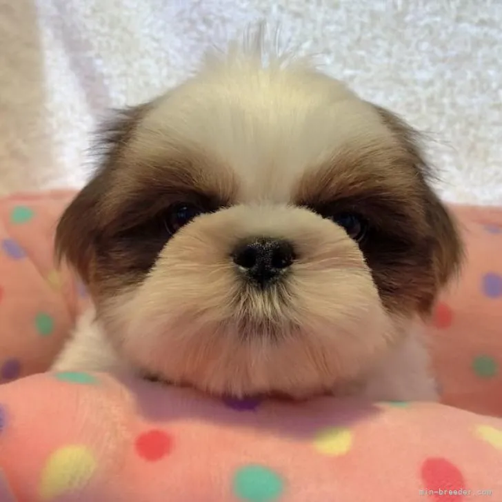 ID：2210-03424の子犬