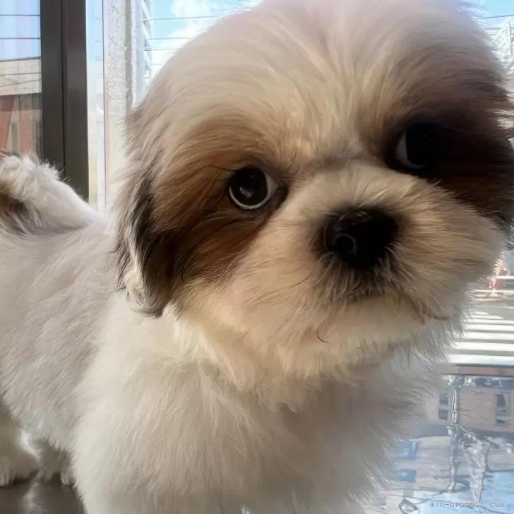 ID:2404-05951の子犬