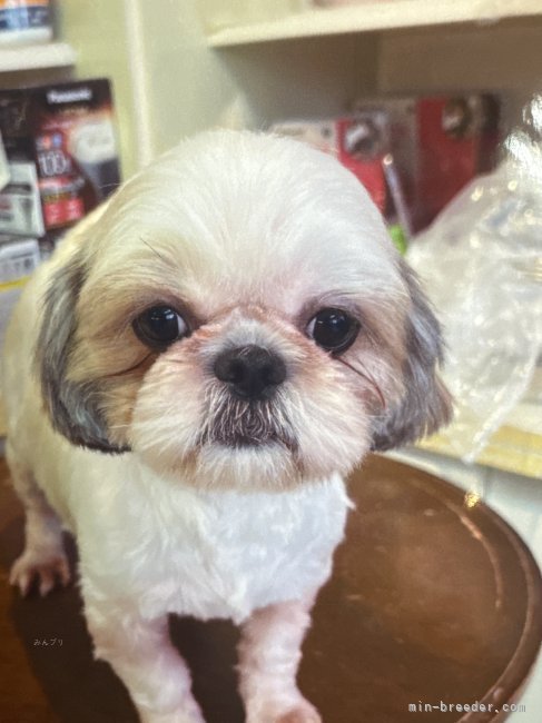 シーズー【・女の子・2022年9月17日・ホワイト&amp;ゴールド】