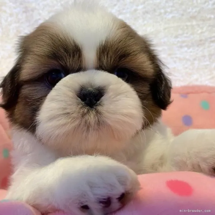 ID:2210-03420の子犬