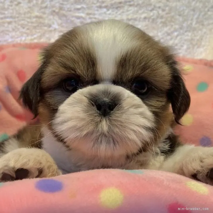 ID:2210-03397の子犬