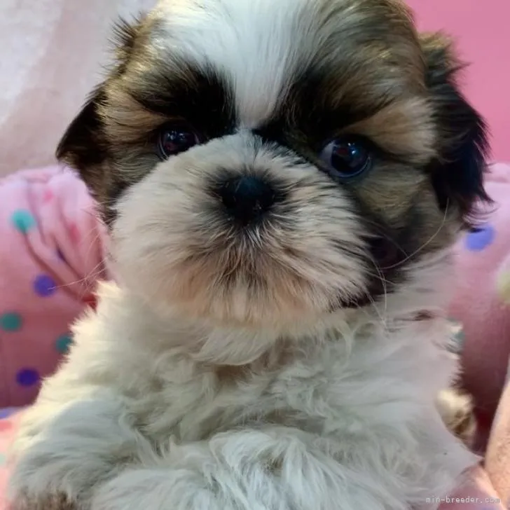 ID：2210-03435の子犬