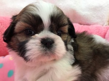 シーズー【東京都・女の子・2018年3月4日・ホワイト&ゴールド】の写真「濃いめの色してます」