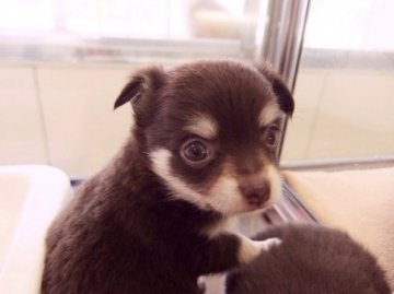 チワワ(ロング)【東京都・男の子・2016年4月10日・チョコレート&タン】の写真「」