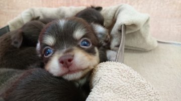 チワワ(ロング)【東京都・男の子・2016年4月10日・チョコレート&タン】の写真「」