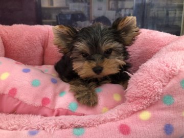 ヨークシャーテリア【東京都・女の子・2020年2月2日・スチールブルー&タン】の写真「かずのこちゃん(^^)」