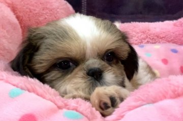 シーズー【東京都・女の子・2019年9月2日・ホワイト&ゴールド】の写真「優しい子です(^^)」