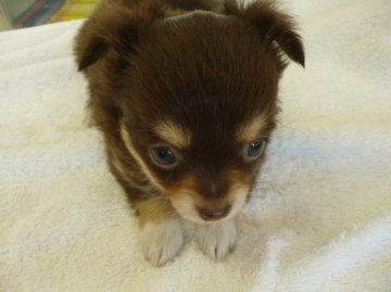 チワワ(ロング)【東京都・女の子・2015年4月3日・チョコレート&タン】の写真「」