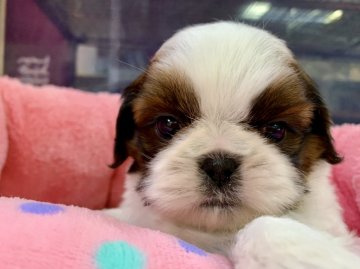 シーズー【東京都・男の子・2020年1月16日・ホワイト&ゴールド】の写真「甘えん坊てんちゃんの仔です(^^)」