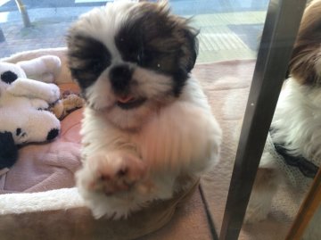 シーズー【東京都・女の子・2015年10月8日・ホワイト&ゴールド】の写真「おてんばです」