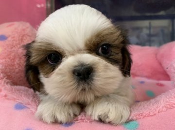 シーズー【東京都・男の子・2019年10月24日・ホワイト&ゴールド】の写真「むっちり」