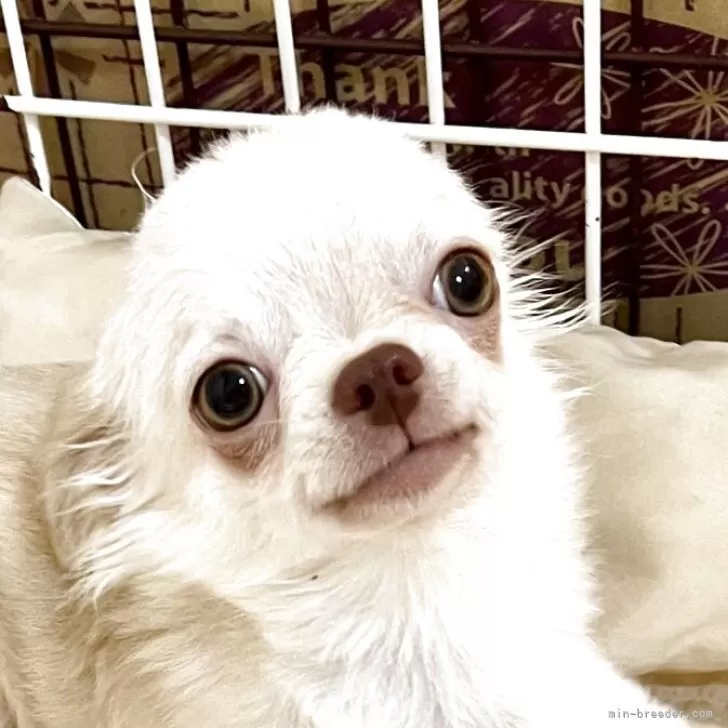 チワワ(ロング)【兵庫県・男の子・2025年5月28日・クリーム&amp;ホワイト】の写真1