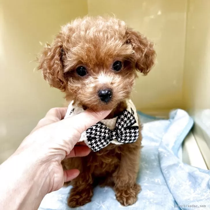 ID：2510-08143の子犬