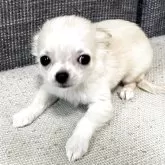 チワワ(ロング)