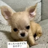 チワワ(ロング)