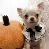 チワワ(ロング)【兵庫県・男の子・2025年5月28日・クリーム&ホワイト】の写真6