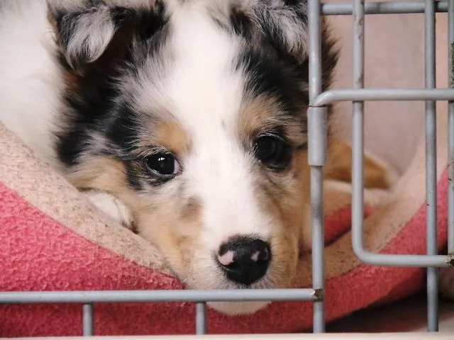 ID：1204-00175の子犬