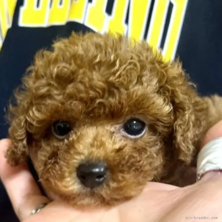 ユキ 様のお迎えした子犬