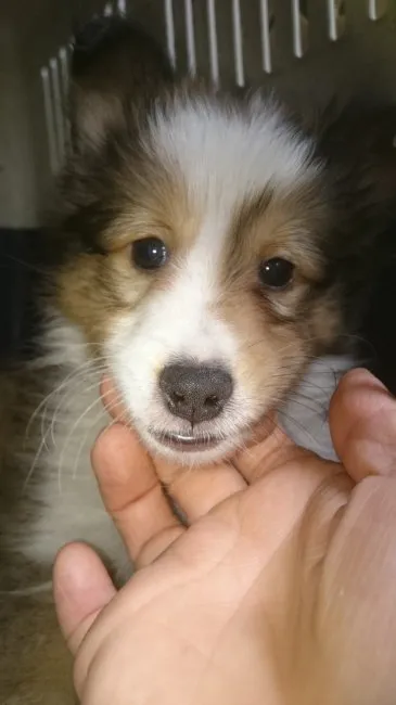 ID:1610-01932の子犬