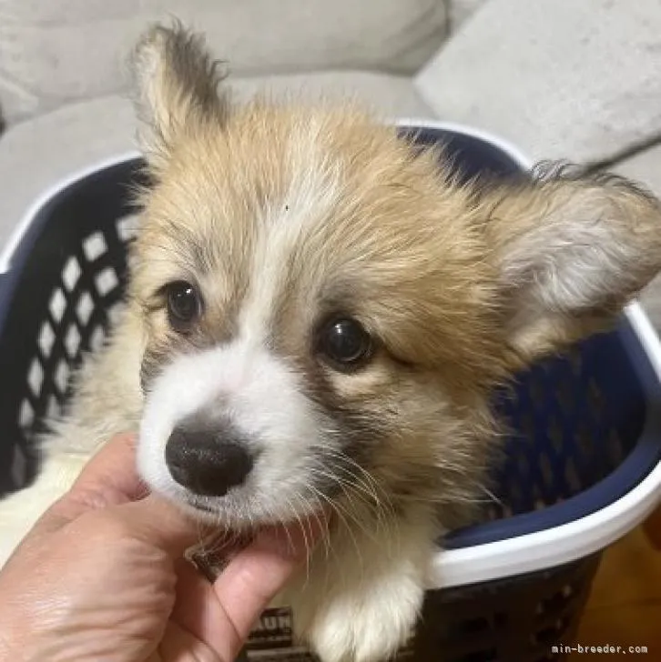 ID:2212-00138の子犬