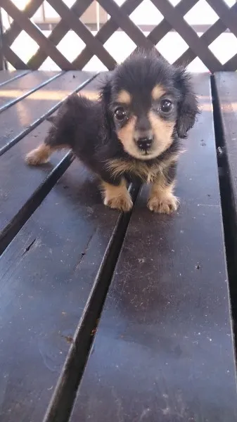 ID:1308-01234の子犬