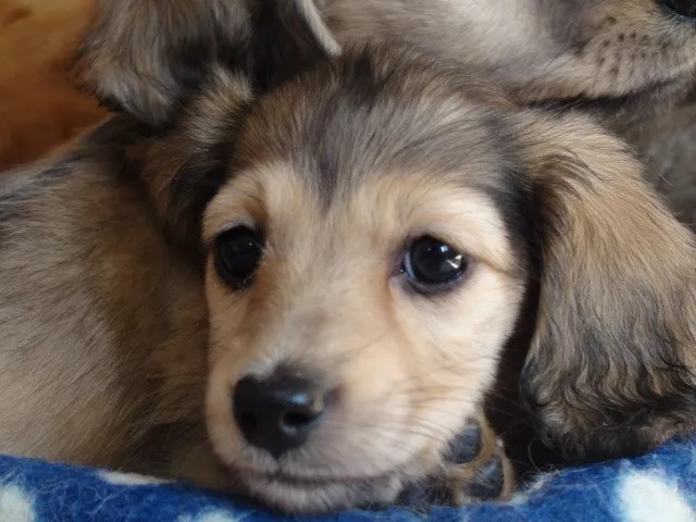 ID:1302-00528の子犬