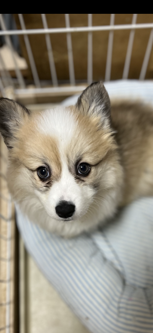 ウェルシュ コーギー ペンブロークの子犬をお迎えいただいたお客様の声 口コミ 評判 兵庫県 みんなのブリーダー