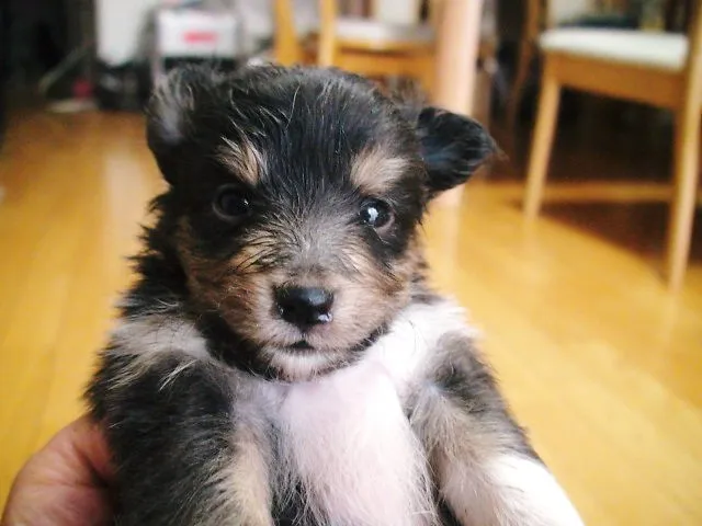 ID:1205-00108の子犬