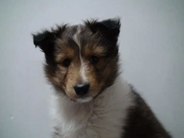 ID：1303-00746の子犬