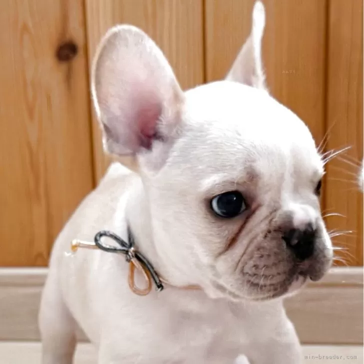 ID：2507-06520の子犬